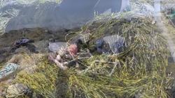 Ecologists test stability of Maine ecosystem over 2 decades Instructional Video