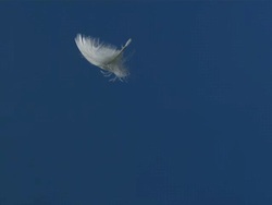 Single feather falling against blue screen Stock Footage