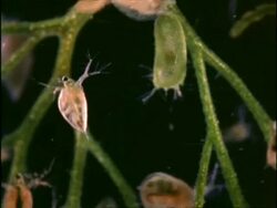 Daphnia and Bladderwort, UK Stock Footage