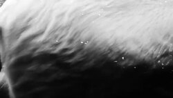 Polar Bear Stock Footage