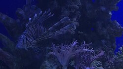 Red lionfish and leafy sea dragon in aquarium News Clip