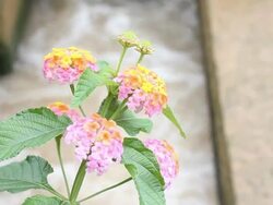 Flowers small, close to the water flowing. Stock Footage