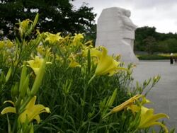 Martin Luther King Jr Memorial In Washington DC Stock Footage