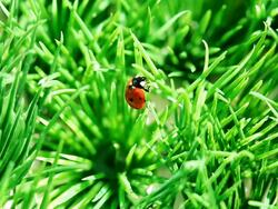 Ladybug Stock Footage