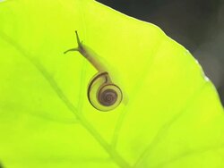 Snail Stock Footage