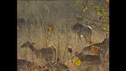 Herd of Gazelles in Kruger National Park News Clip
