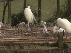 Snowy egrets feeding and tending to their young. Stock Footage
