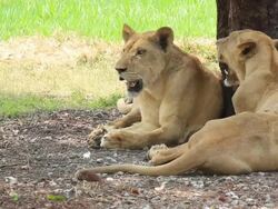 Female lions sitting dodge hot weather under tree Stock Footage