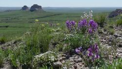 HD video Pawnee Buttes and national grasslands wildflowers Colorado Stock Footage
