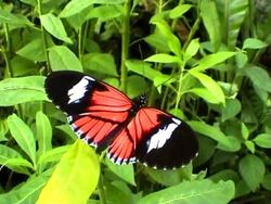 Butterfly (Heliconius erato) Stock Footage