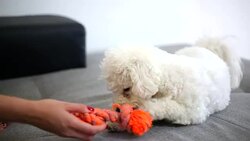 Dog play game with rope toy in woman hand Stock Footage