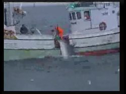Whaling vessel catches whale News Clip