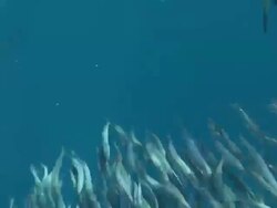 MS POV Sailfish schooling to hunt bait ball / Playa del Carmen, Isla Mujeres, Mexico Stock Footage