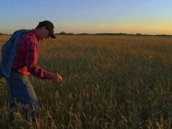 Farmer stands in his field at sunset Stock Footage