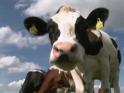 MS Herd of cows on field / Kirf, Saargau, Rhineland-Palatinate, Germany Stock Footage