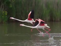 MS TS SLO MO Shot of Greater Flamingo (phoenicopterus ruber roseus) group taking off in flight in south east of France / Saintes Marie de la Mer, Camargue, France Stock Footage