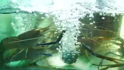 Fresh prawns in seafood market Stock Footage