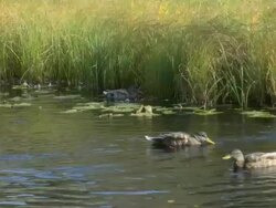 Mallards swimming Stock Footage