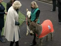 Duchess of Cornwall Feeding Donkeys News Clip
