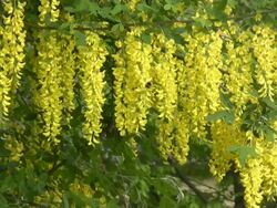 HD: Laburnum Stock Footage