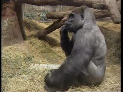 USA: WASHINGTON: LOWLAND GORILLA GIVES BIRTH TO HER THIRD OFFSPRING News Clip