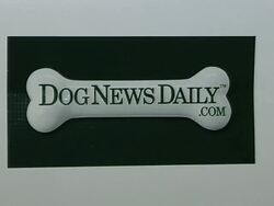 Evanger's Presents 'Passover Seder For Dogs' Hosted By Dog News Daily Stock Footage