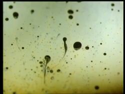 Moving liquid effect, black drops of oil or detergent Stock Footage