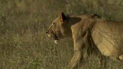 A lioness stalks across a savanna and then lies down in a shady thicket. Stock Footage