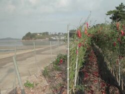 Shot of red chili pepper at vegetable garden Stock Footage