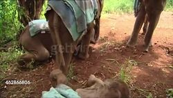 Baby elephants in an elephant sanctuary News Clip