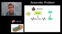 Anaerobic Respiration Instructional Video
