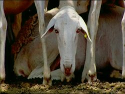 Sheep (Ovis aries) looks to camera, comically, near Cadiz, Andalucia, Southern Spain Stock Footage