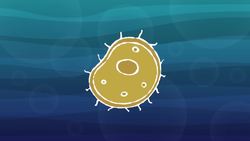 Why Are You Multicellular? Instructional Video