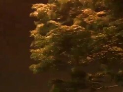 Hurricane Eyewall Winds Lash Tree Stock Footage