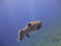 Best Friends Stock Footage