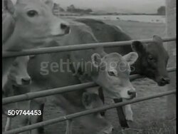 New Zealand farm life Instructional Video