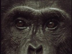 ECU, Chimpanzee's (Pan troglodytes) face, Gombe Stream National Park, Tanzania Stock Footage