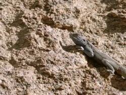 MS ZO Shot of Southern rock agama lying and sunbathing on granite boulder / Namaqualand, Northern Cape, South Africa Stock Footage