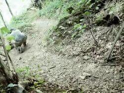 Paintball Action Of Shooting Stock Footage