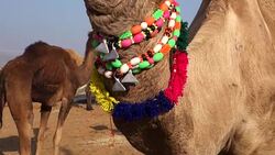 Camels Stock Footage