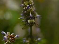 CU TU SLO MO Bumblebee flying and landing on  purple flowers / Morristown , New Jersey, USA Stock Footage