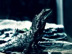 Lizard on rocks Stock Footage