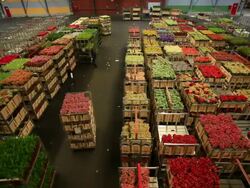 flower market of Aalsmeer Stock Footage