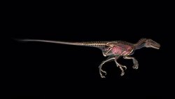 A computer-generated animation reveals the skeletal system of a running Deinonychus below its skin. Stock Footage