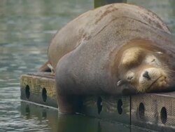 Cute sea lion relaxing on dock Stock Footage