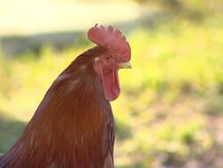 Poultry in agriculture. Stock Footage