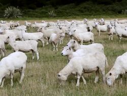 MS Shot of Sheep Herd eating grass / Catlins, New Zealand Stock Footage