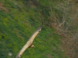 MS TS Shot of Eurasian Griffon Vulture (Gyps fulvus) gliding below / Gamla, Golan Heights, Israel Stock Footage