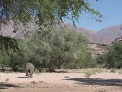 Desert Elephant (Loxodonta africana) walking in habitat, Ugab River Basin, Namibia: desert-dwelling population of African Bush Elephant though not distinct subspecies Stock Footage