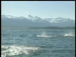 MS Killer whale, Orcinus orca, hunting porpoises, mountains in background, Arctic Circle Stock Footage